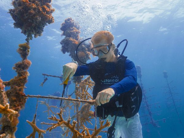 Oris carysfort reef 2024 gold limited edition